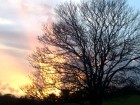 November Tree at Sunset