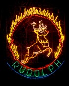 Reindeer Rudolph 2013